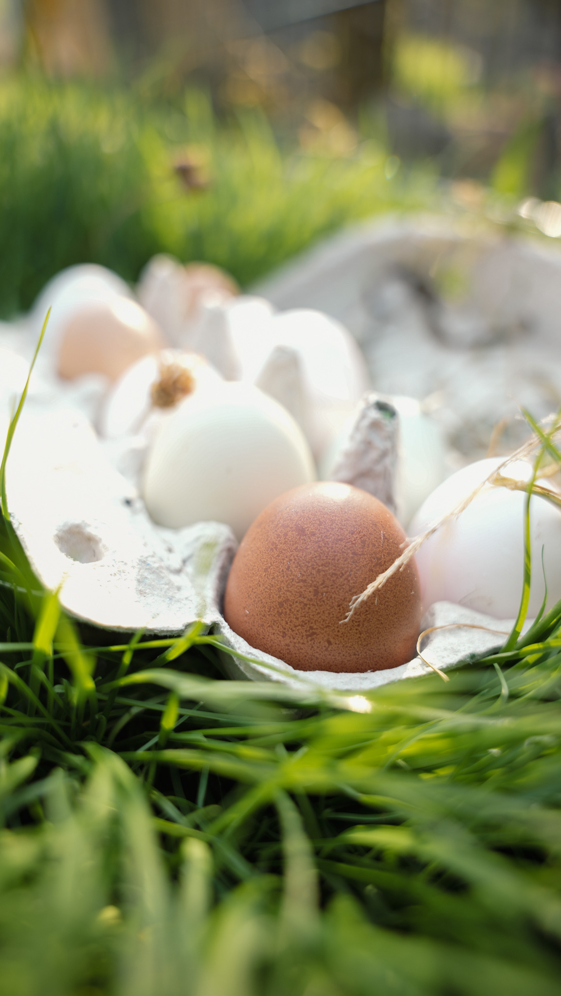 Frische Eier vom Eiernest